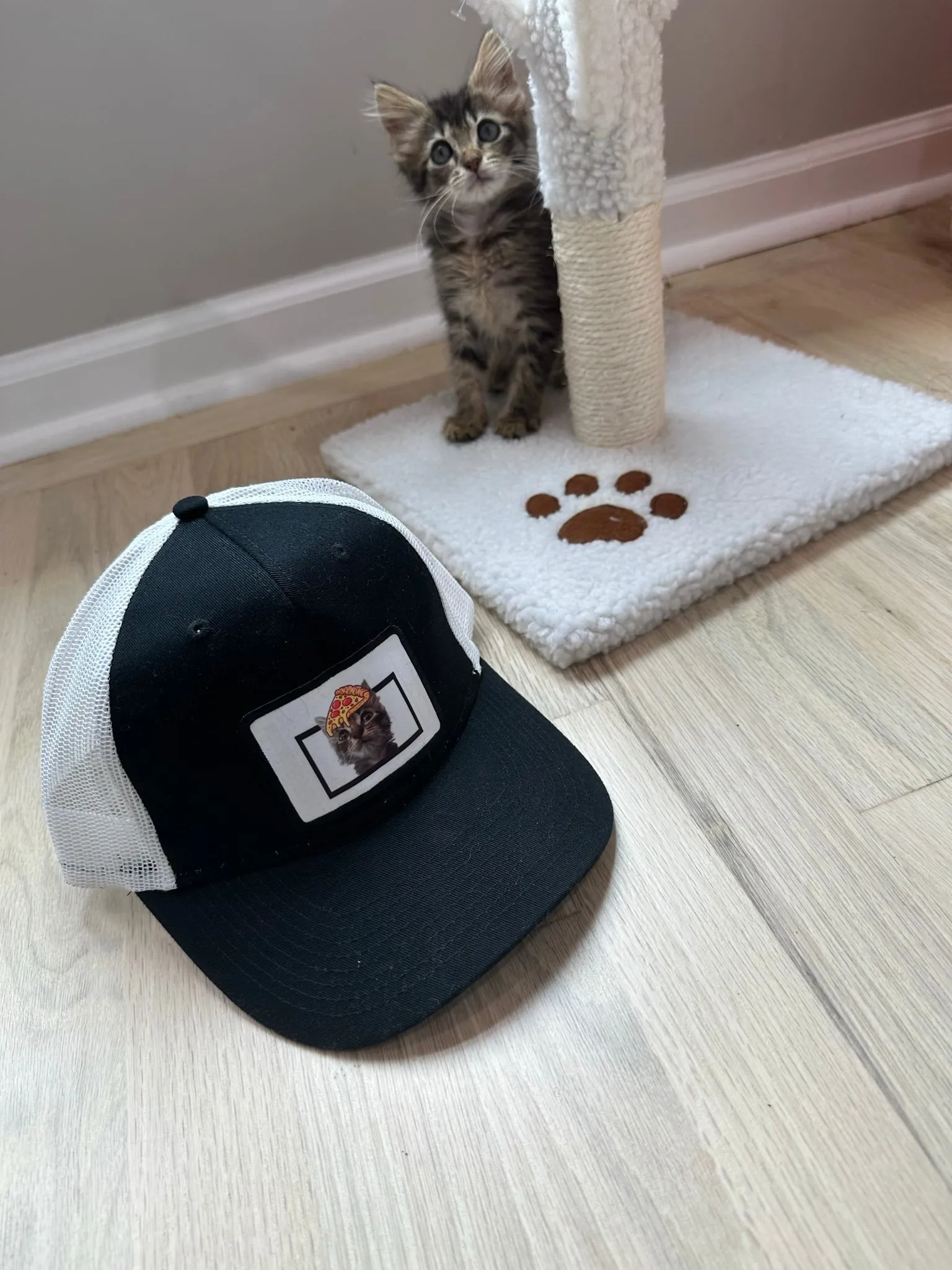 Cat Trucker Hat